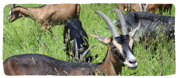 Holle support Demeter Goats in the Black Forest