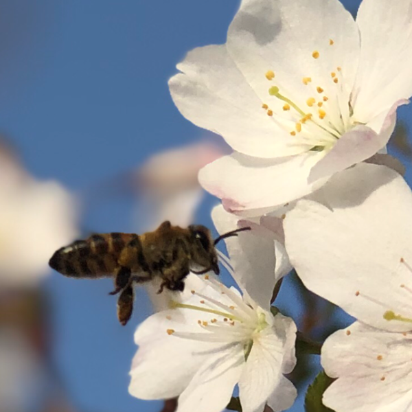 Growing for good #ululagrows - Garden Pollinators: A Gardener's Best Friend