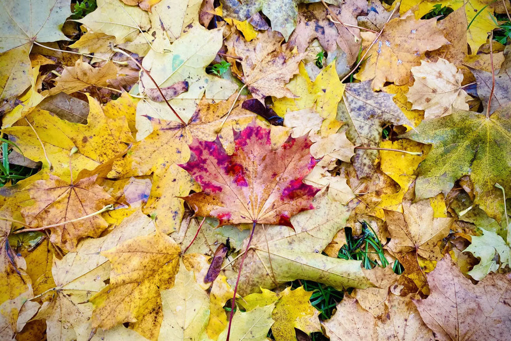 MOGLi - Autumn Leaves Game