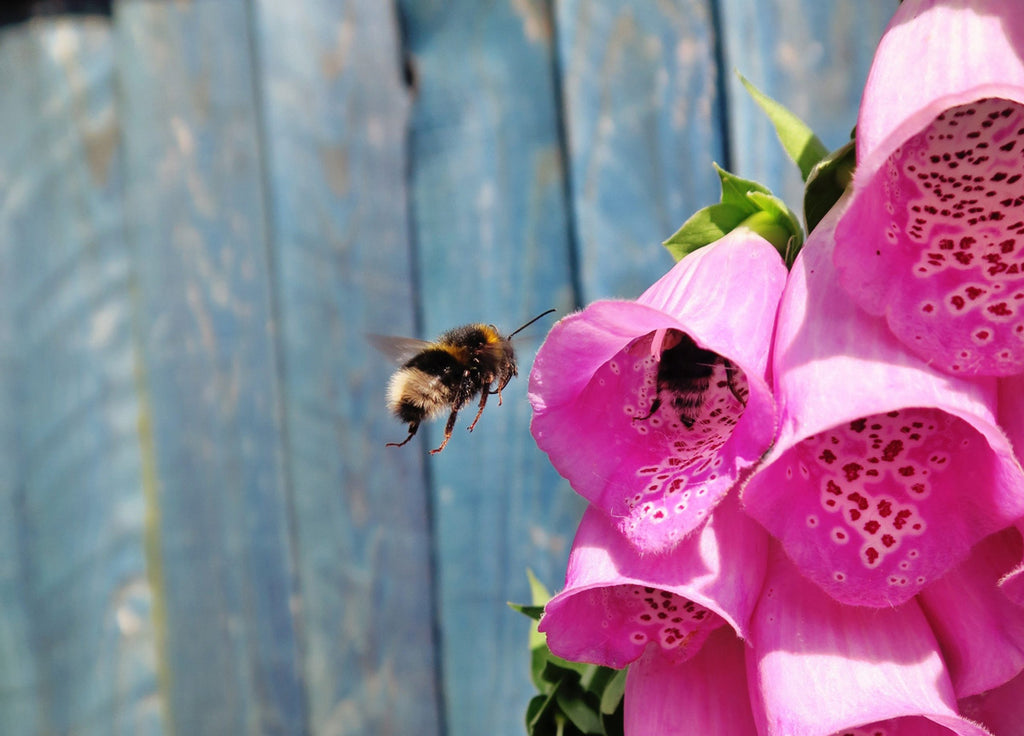The Importance of Bees & Pollinators
