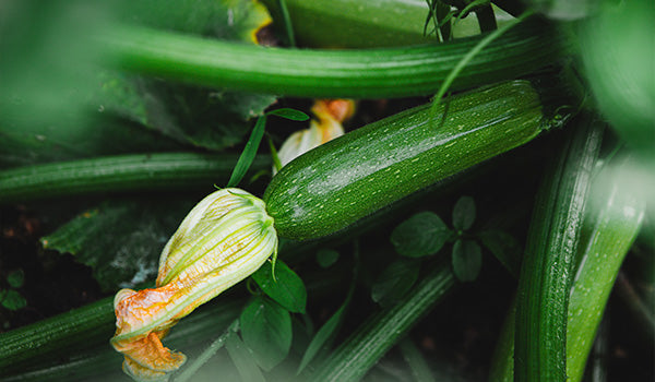 Zucchini — Great for Weaning & Baking