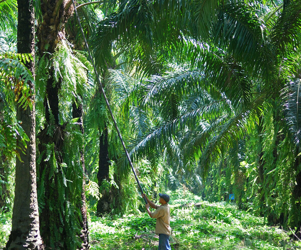 Sustainable &amp; socially responsible production of Holle &amp; MOGLi organic palm oil