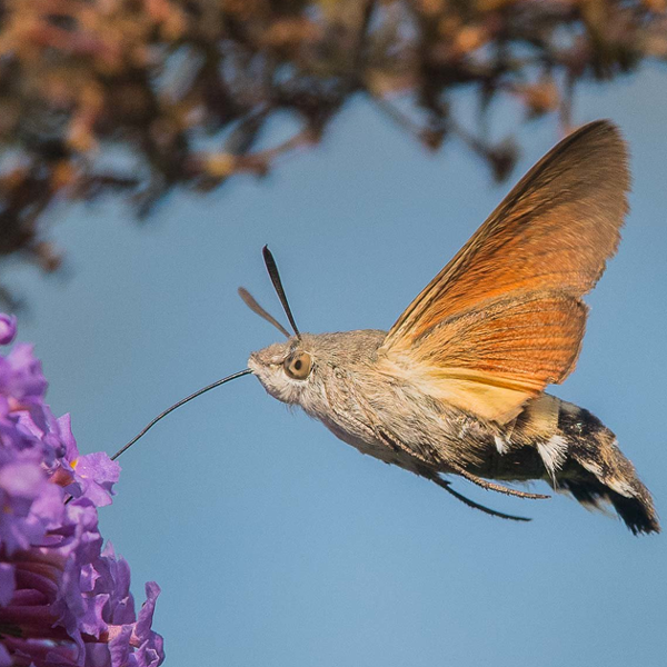Growing for good #ululagrows - Garden Pollinators: Hummingbird Hawk Moth - Macroglossum stellatarum