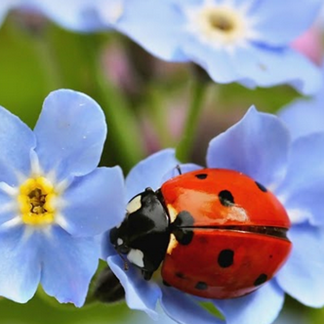 Growing for good #ululagrows - Ladybirds: A gardener's best friend