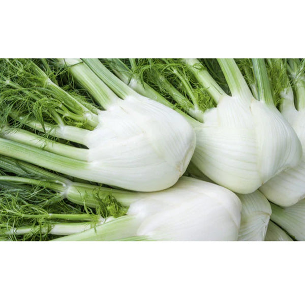 Organic Florence Fennel Seeds Perfektion from £2.60 GBP Ulula